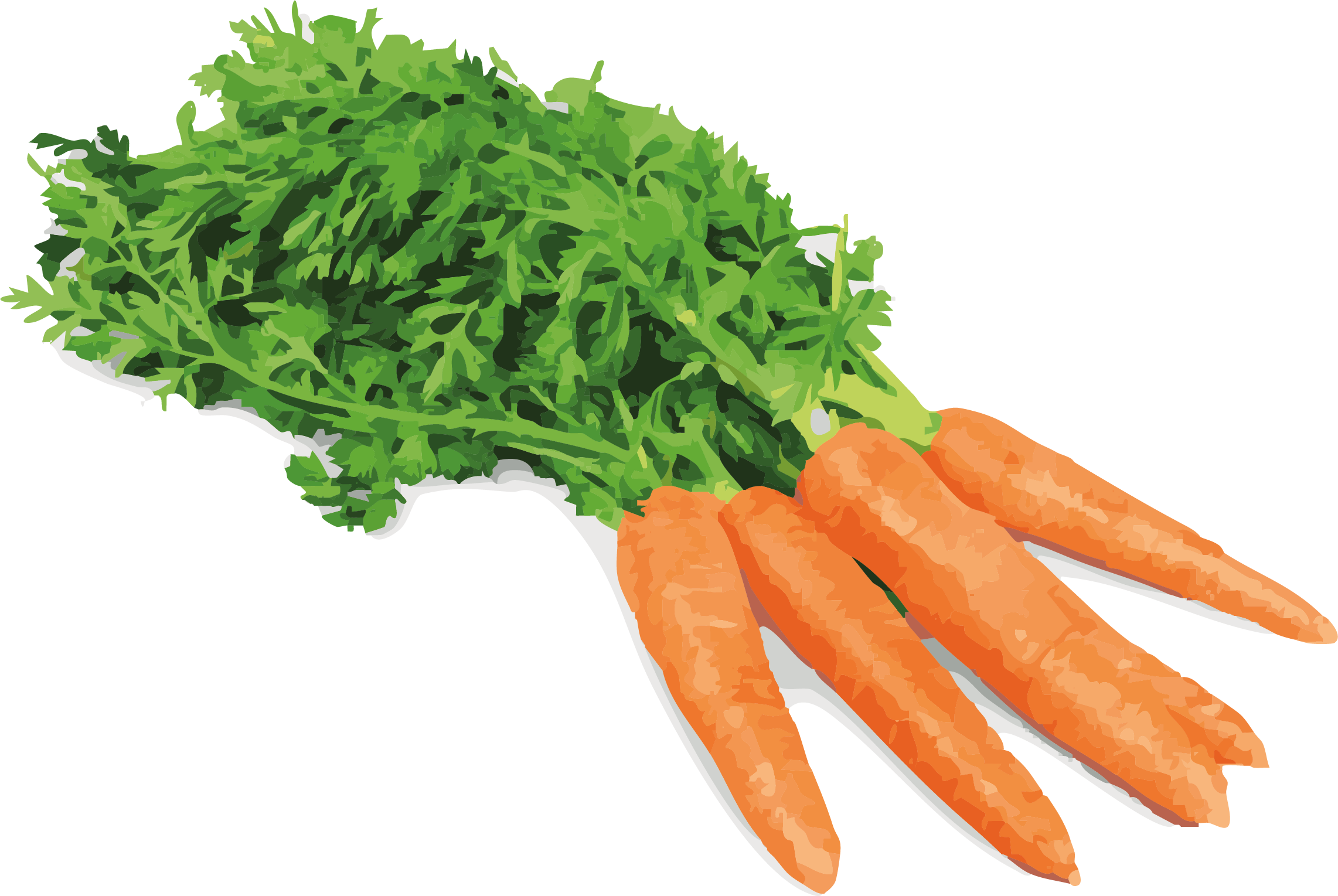 Carottes